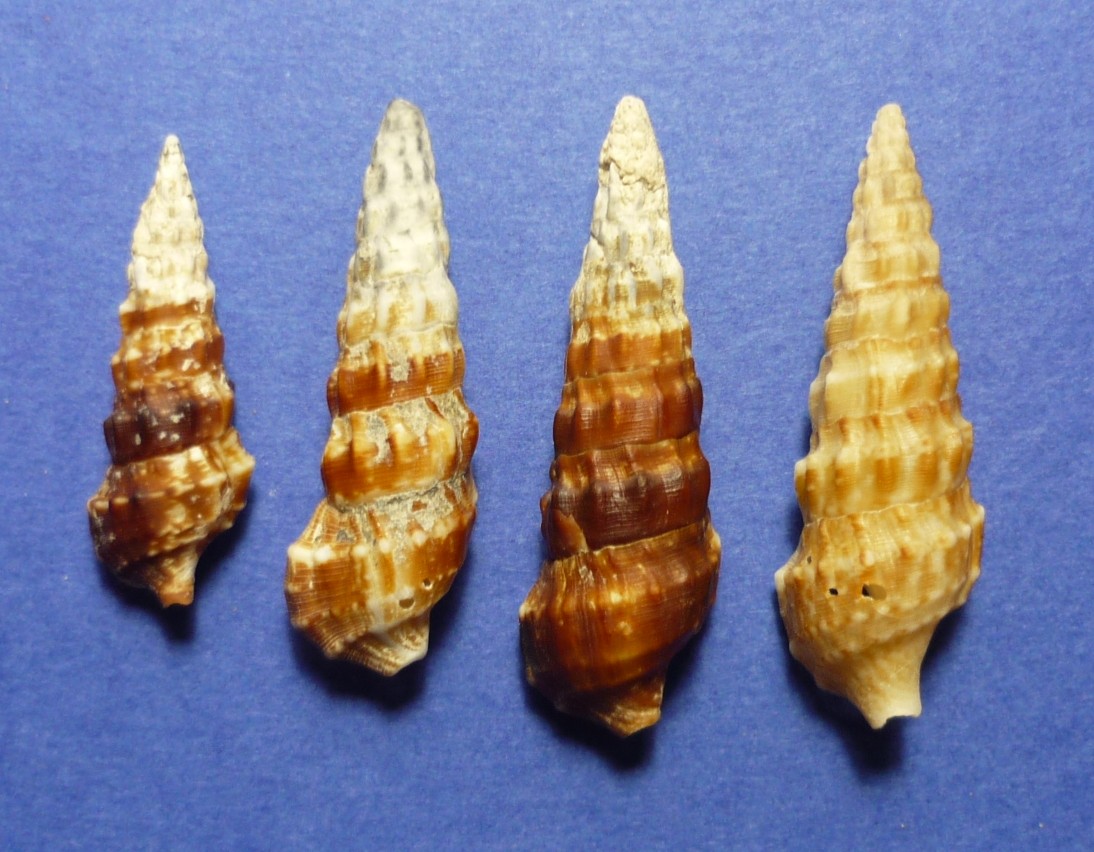 Cerithium alucaster